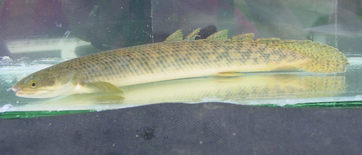 POLYPTERUS PALMAS 2”-3”