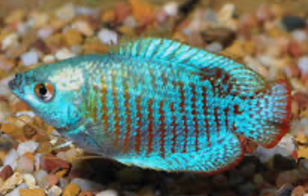 Neon Dwarf (turquoise) Gourami – DANBURY AQUARIUM