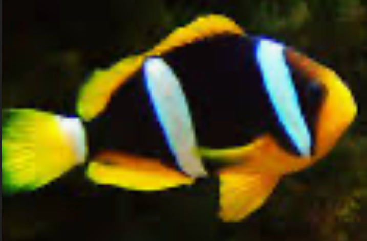 True Clarkii clownfish