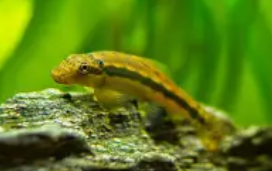 Algae Eater (Chinese)