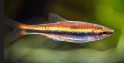 Red Beckford’s Pencilfish (Nannostomus beckfordi ‘red’)