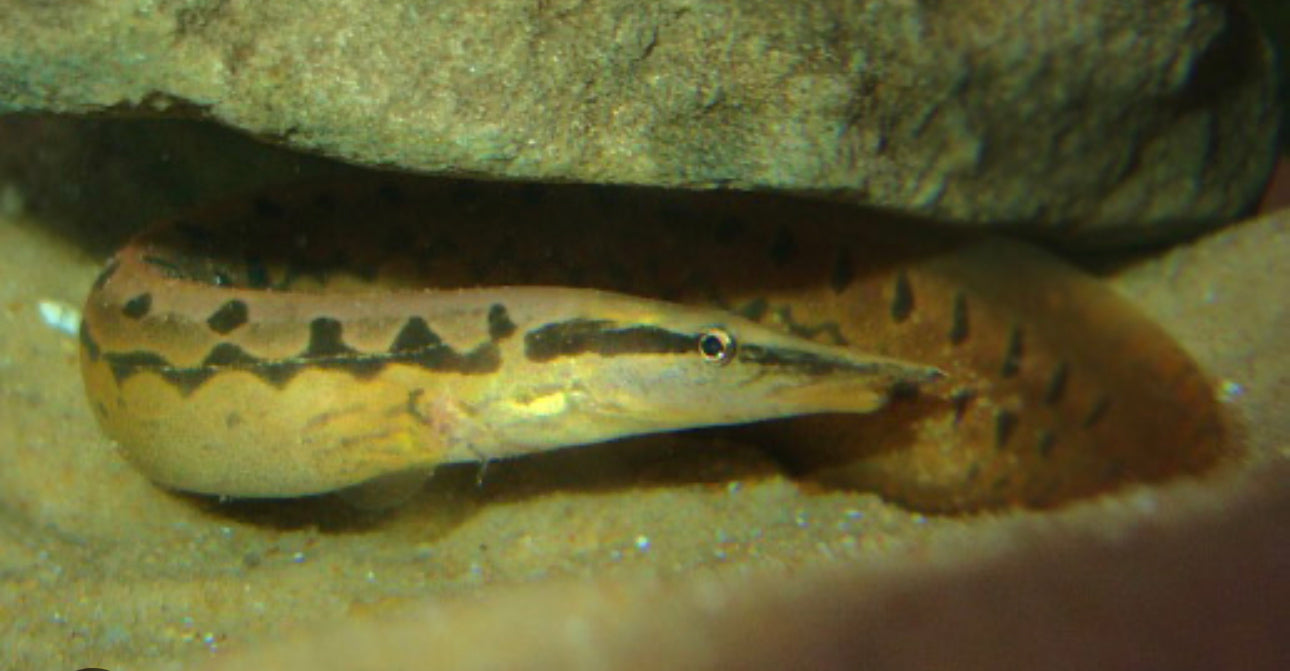 ZIG ZAG EEL 5"-6"