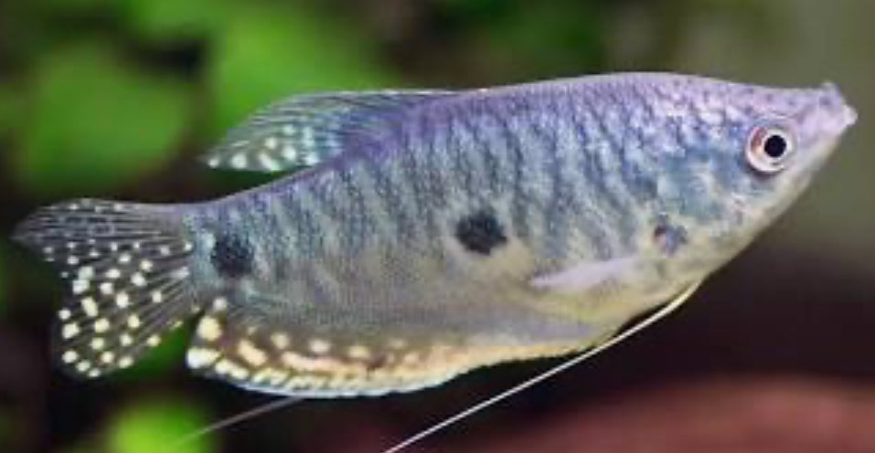 Opaline Gourami