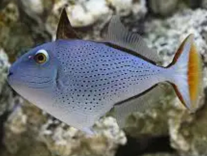 SARGASSUM TRIGGERFISH OR RED TAIL TRIGGERFISH