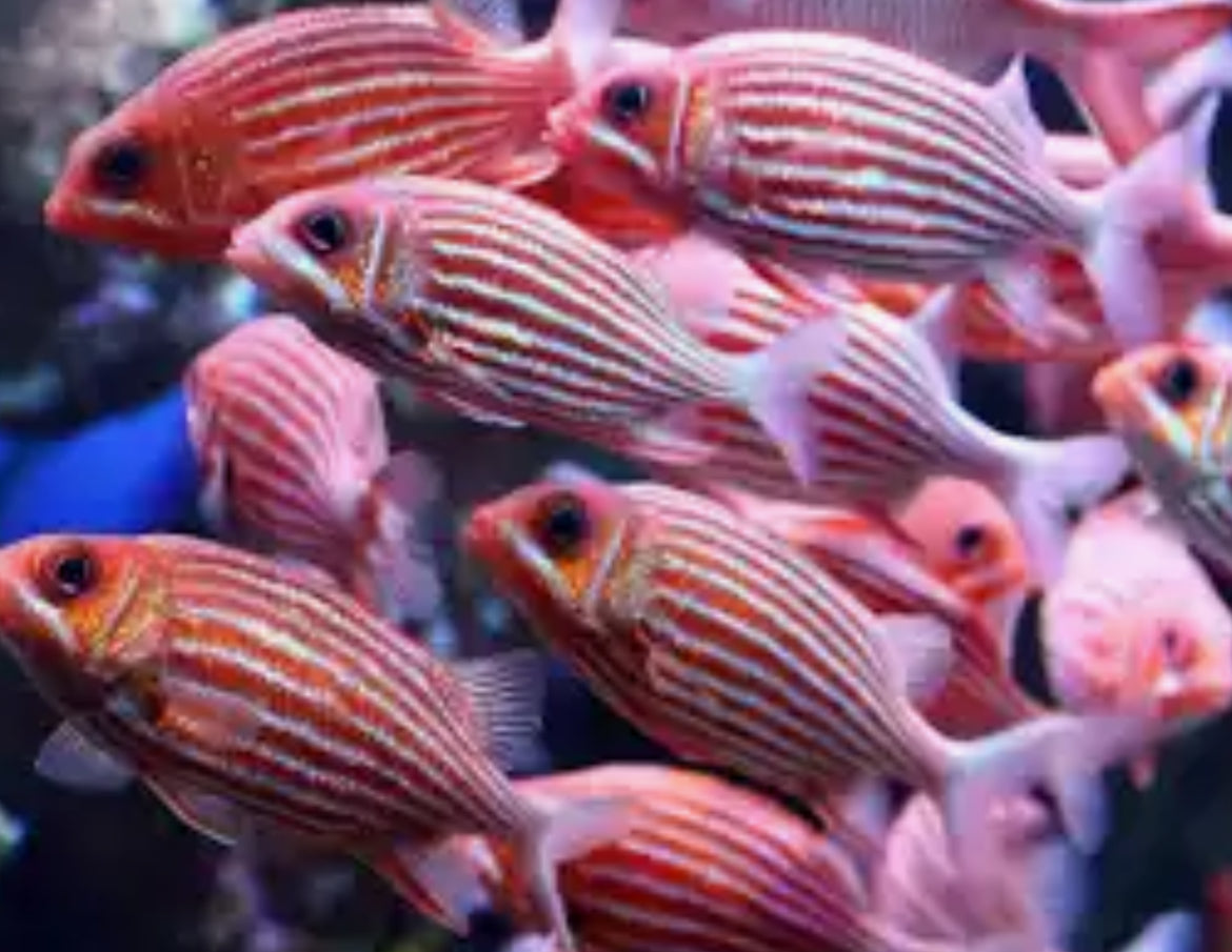 Red Striped Squirrelfish