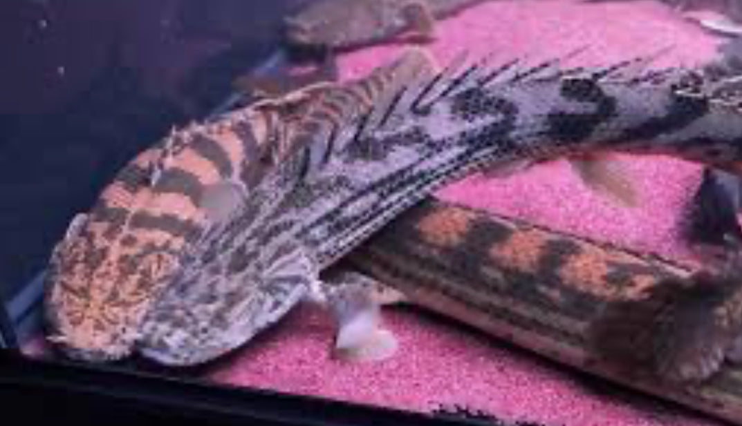 BICHIR-POLYPTERUS GISELA -RARE 15"-16"