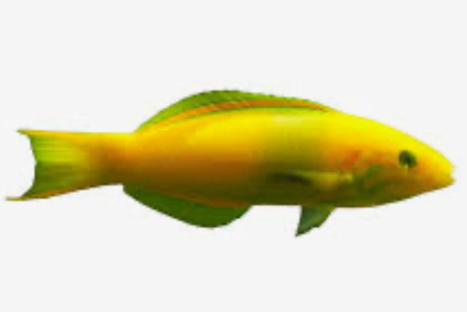 Banana Wrasse LG/Juv