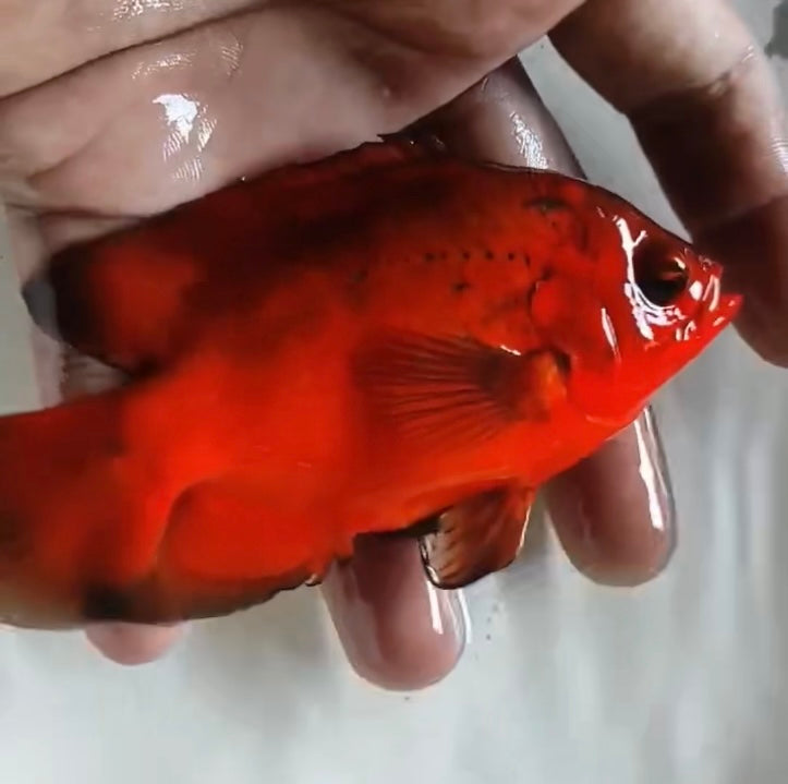 Super Fire Red Oscar (Astronotus ocellatus) 5” —Coming soon—