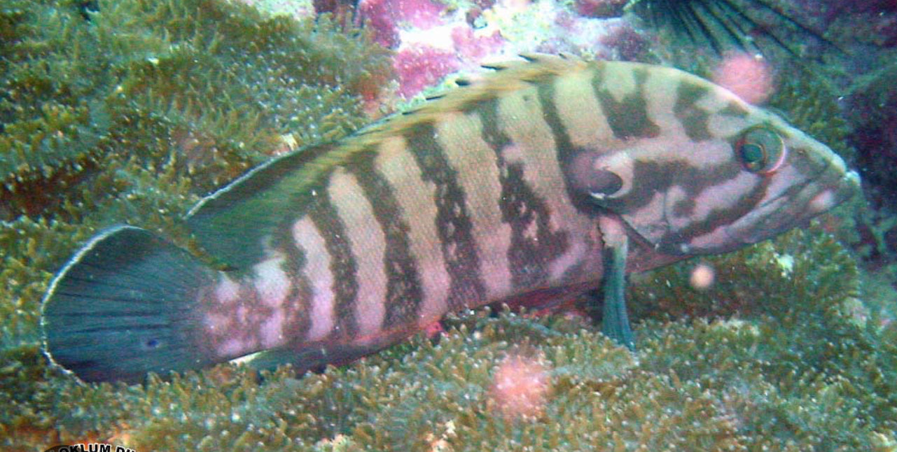 Brown Barred Grouper-MD