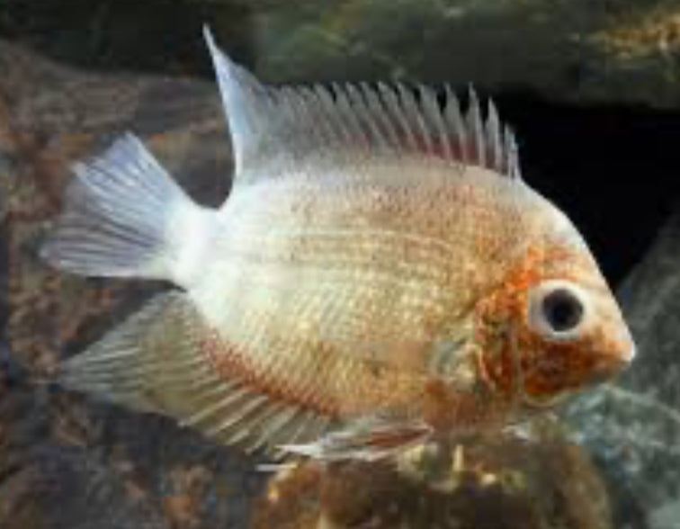 Red Shoulder Green Severum (Heros Efasciatus)