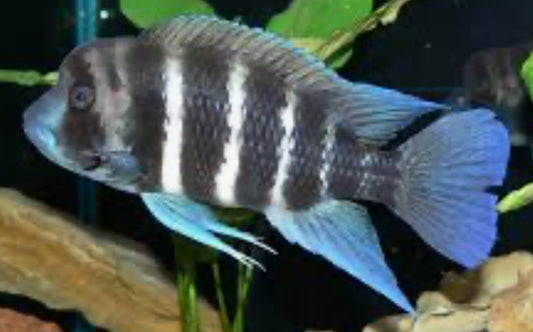 Kigoma 7 Stripe Frontosa 5"-6”