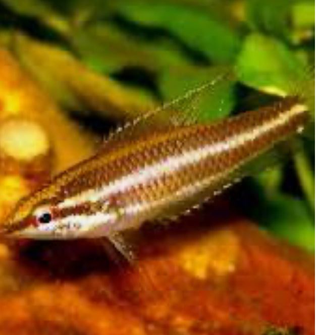 Licorice Gourami 1"