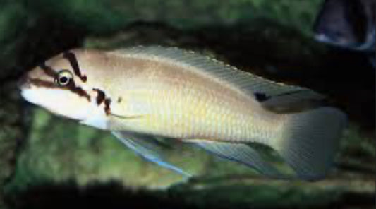 Chalinochromis brichardi