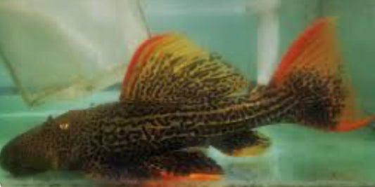 L025 Red Scarlet Cactus Pleco (Pseudacanthicus Pirarara)