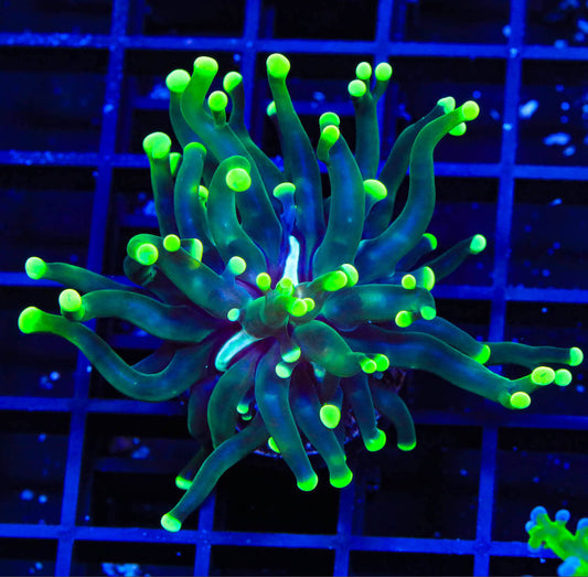 Neon Green Torch Coral-MDL