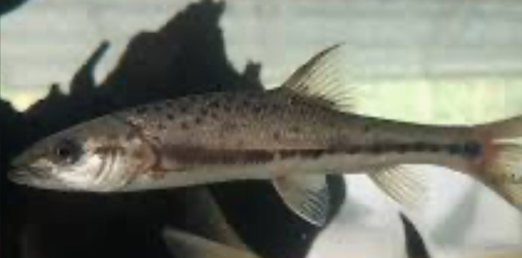 Percocypris retrodorsalis - humpback perch barb (RARE) 4