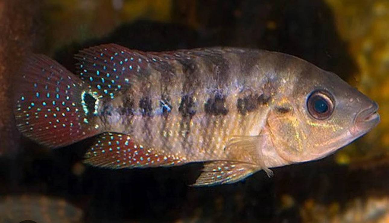 Red Festae Cichlid (RED TERROR)