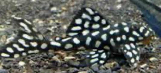 L368 Pleco Moon Pleco (SCOBINANCISTRUS SP) 2"-3"