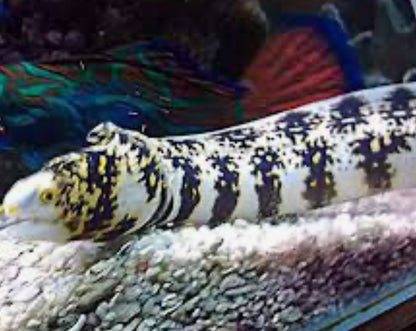 Snowflake Eel 16"-18"+