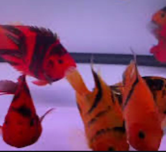 Red Tiger Parrot Cichlid (Cichlasoma sp) 5”+