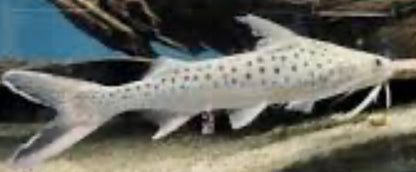 Lince Catfish (Platynematichthys Notatus) 7"-8"
