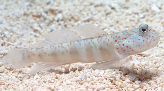 Pink Face Watchman Goby-MDL