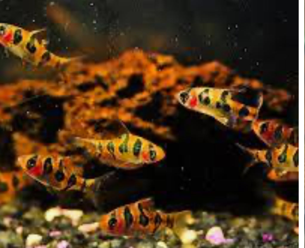 Snakeskin Barb x 6 (group of 6)