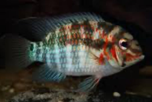 Krobia Xinguensis Cichlids SM