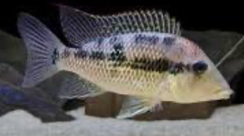 Gold Dust Geophagus