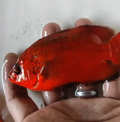 Super Fire Red Oscar (Astronotus ocellatus) 5” —Coming soon—