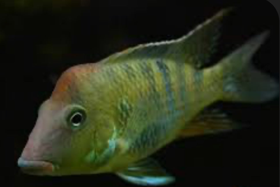 Red Hump Geos (Geophagus steindachneri)