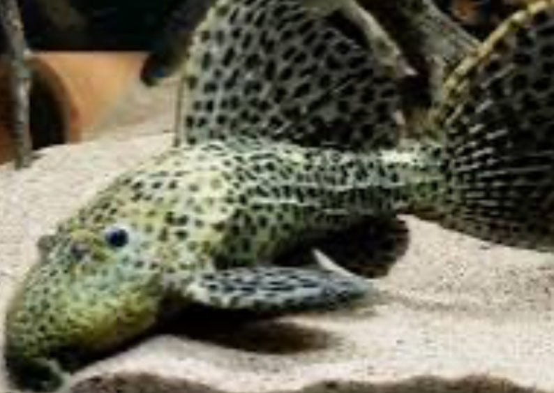 L096 / L160 Spiny Monster Pleco (Pseudacanthicus Spinosus) – DANBURY ...