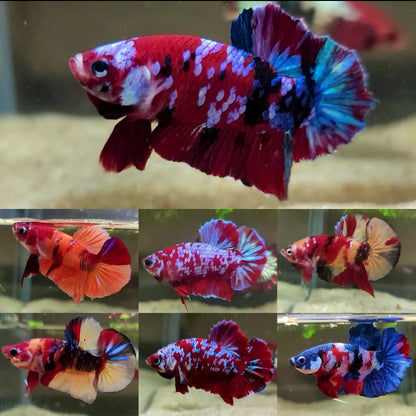 KOI male Betta (Tricolor Roundtail)