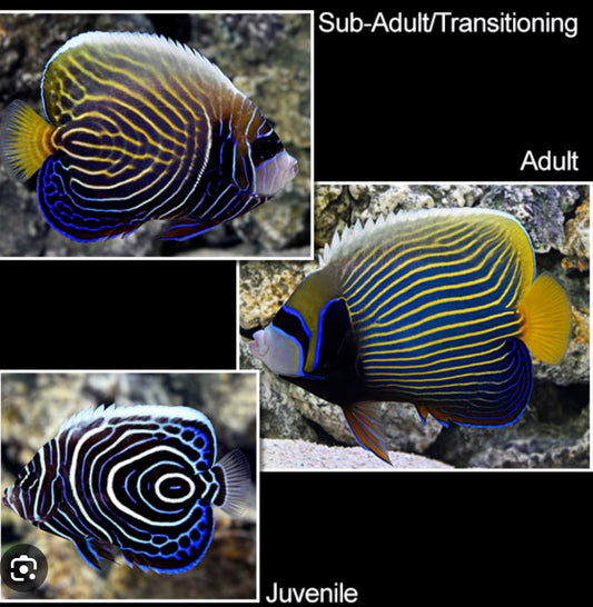 Emperor Angelfish