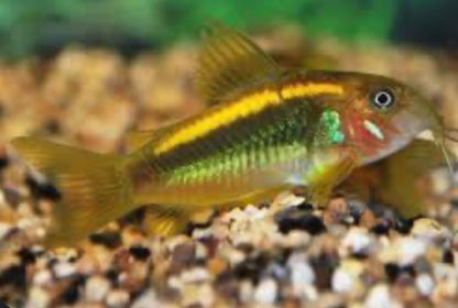 Gold Laser Corydoras