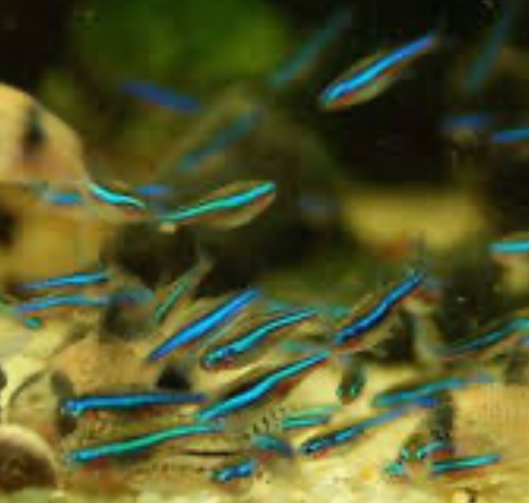 Wild Green Neon Tetra