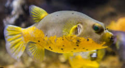 Yellowbelly Dogface Puffer lg
