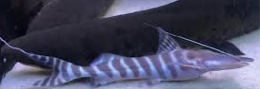 Tigrinus Catfish (Brachyplatystoma tigrinum) 4"-5"