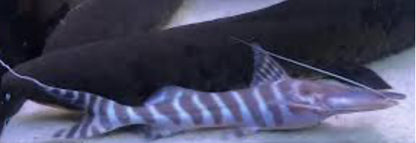 Tigrinus Catfish (Brachyplatystoma tigrinum)