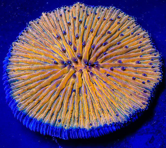 Neon Orange Fungia Plate Coral-MDL