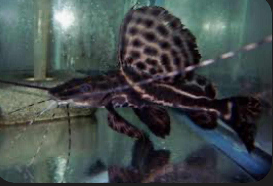 Sailfin Marble Achara Catfish (Leiarius Pictus)