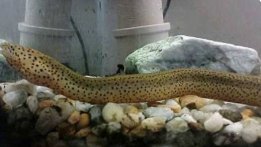 Spotted swamp eel Synbranchus marmoratus 12”-16”