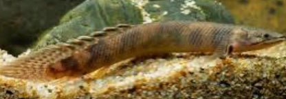 Mokelembembe Bichir (Polypterus Mokelembembe)