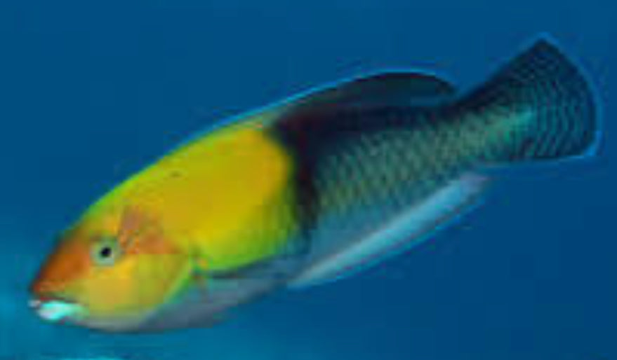 YELLOWHEAD WRASSE OR NEON WRASSE