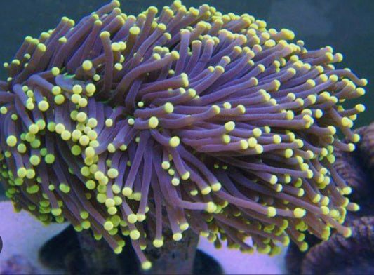 Black Torch Coral-MDL