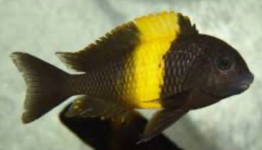 Tropheus Moori Kiriza Kaiser II 4”+