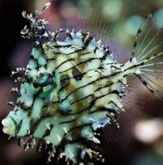 Tassle Filefish