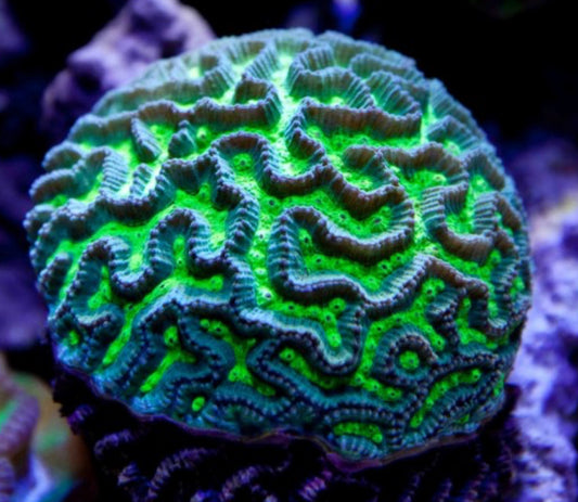Neon Green Closed Brain Coral-LG