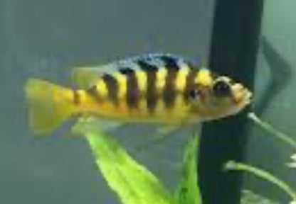 Bumble Bee Cichlid