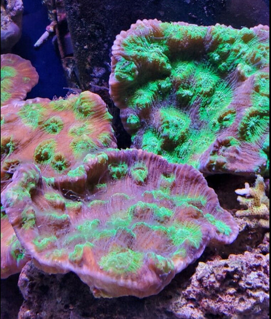 Neon Green EYE Cup Coral-LG